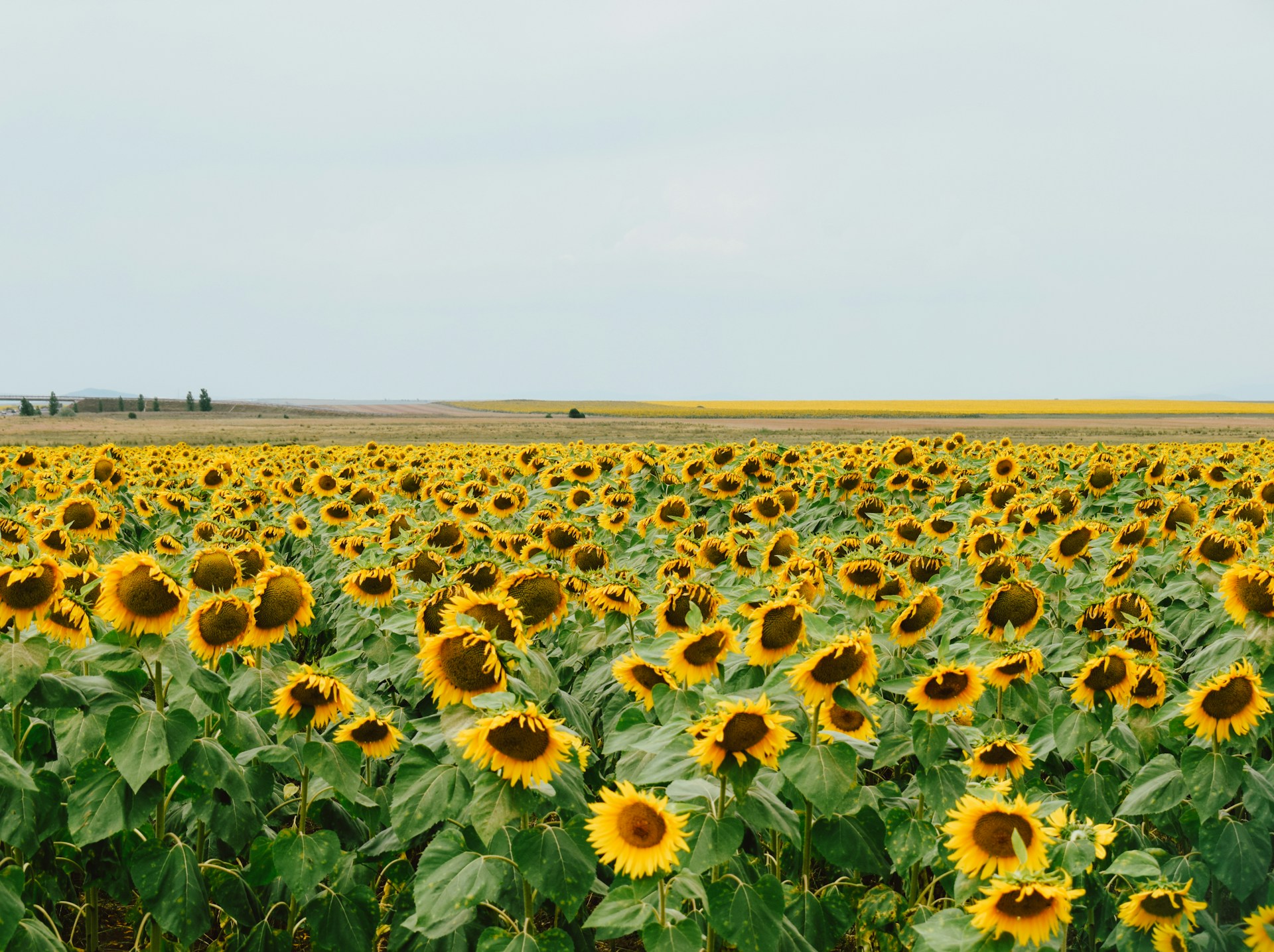 How the “Sunflower State” Raised the Bar for Statewide Entrepreneurial Ecosystem Development